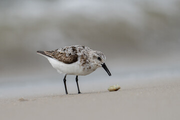 Sanderling on beach