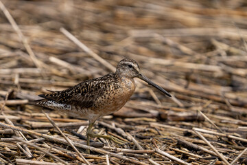 Short-billed dowitcher