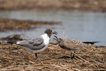 Fototapeta premium Laughing gull with juvenile