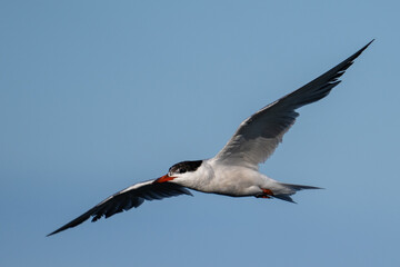 Fototapeta premium Caspian tern flying 
