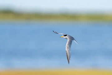 Fototapeta na wymiar Least tern flying