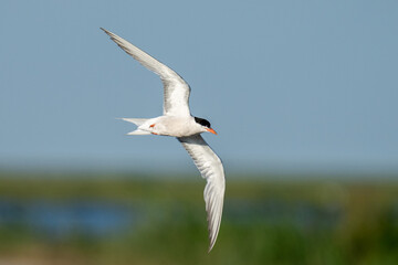 Caspian tern flying