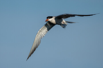 Caspian tern with fish