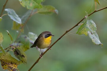Common yellowthroat warbler 