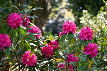 シャクナゲの花
