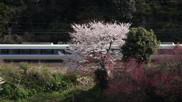 春の北陸本線を走る683系特急サンダーバード （北陸本線 細呂木 - 牛ノ谷, 2023年4月）