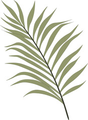 Palm Leaf