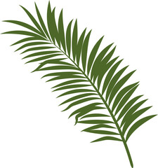 Fototapeta na wymiar Palm Leaf