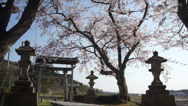 春の北陸本線を走る683系特急サンダーバード （北陸本線 細呂木 - 牛ノ谷, 2023年4月）