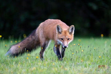 Fototapeta premium Red fox in meadow 