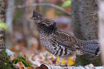 Rufffed grouse displaying