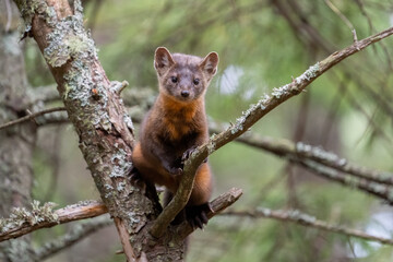 Pine marten in tree