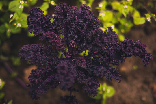 Purple sprouting kale growing in a field