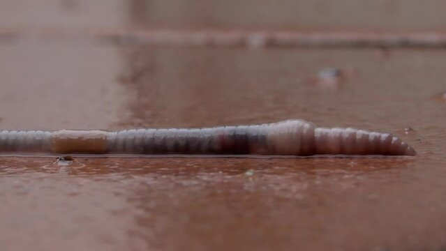 The red worm slowly crawls on the wet tile after 