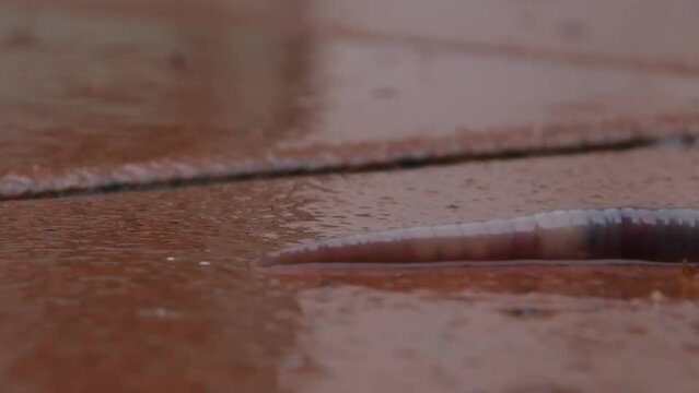 The red worm slowly crawls on the wet tile 1