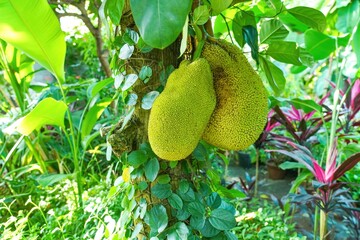 大きく実ったジャックフルーツ