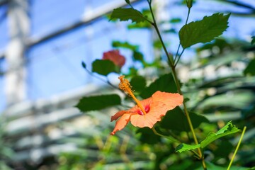 光を浴びて輝く満開のオレンジ色のハイビスカス