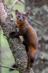 Pine marten in tree