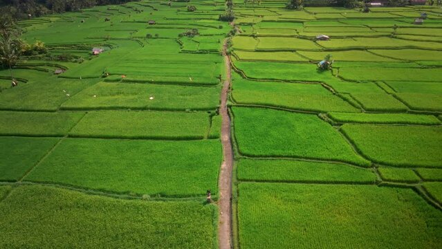 Drone flying over rice fields ready for cultivation with pathway in the middle. Agricultural natural texture tourism destination 4k aerial footage. Terraced Rice Field in Bali, Indonesia