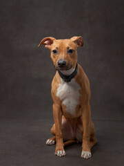 portrait of a beautiful dog on a brown canvas. Mix of breeds. Pet in the studio, artistic photo on the background