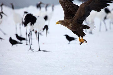 オジロワシと鶴