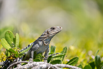Black spiny-tailed iguana juvenile