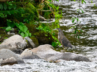Fasciated tiger heron standing on a rock in the river