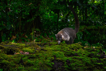 White-nosed Coati foraging on mossy stone