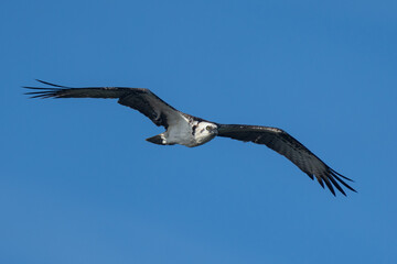 Osprey flying