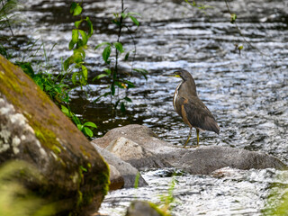 Fasciated tiger heron standing on a rock in the river