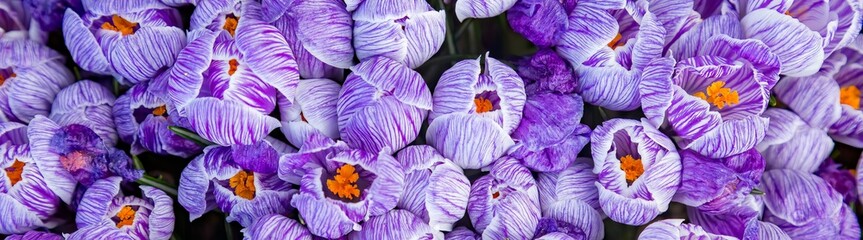 beautiful, bloom, blossom, closeup, colorful, elevated, field, flower, garden, group, high angle, oregon, other keywords, pattern, purple, tulip, tulips, variegated, view, woodburn, park, fresh, color