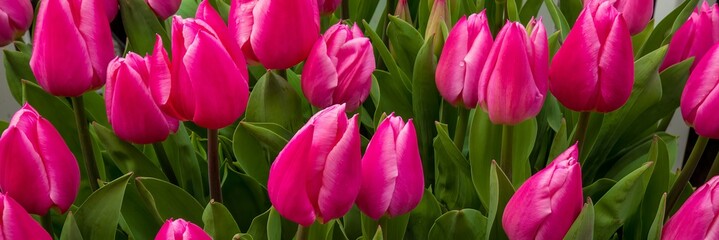 Obraz premium A panoramic closeup view of group of pink red tulips near woodburn, Oregon