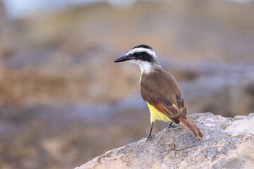 Great kiskadee