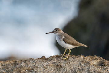 Spotted sandpiper on rock