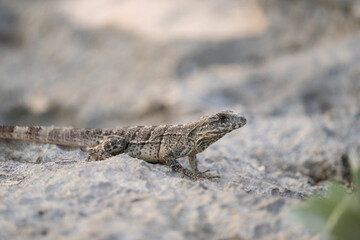 Black spiny-tailed iguana juvenile 