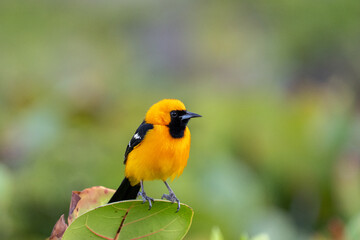 Hooded oriole on bush