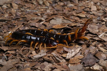 centipede (Scolopendra cataracta) close up on ground