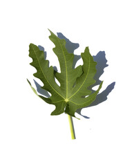 hand shape fig leaf isolated white background.