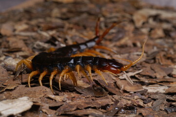centipede (Scolopendra cataracta) close up on ground