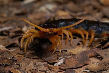 centipede (Scolopendra cataracta) face close up on ground