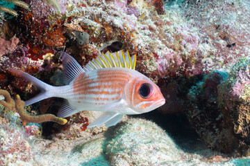 Squirrelfish