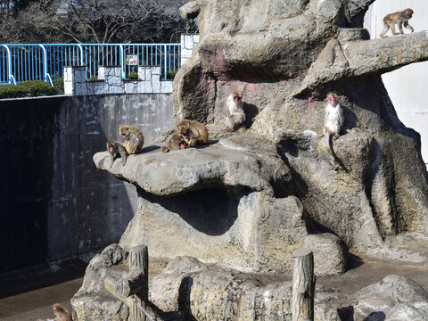 市川市動植物園の猿山