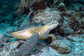 Green sea turtle