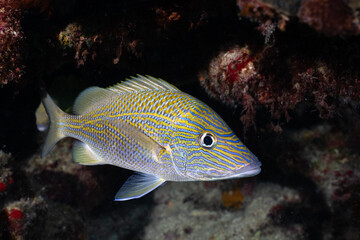 Obraz premium White grunt in the Mesoamerican Reef
