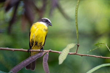 Social flycatcher on a perch