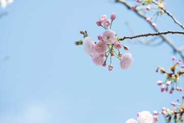 flower  cherry  blossom pink