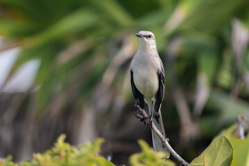 Tropical mockingbird