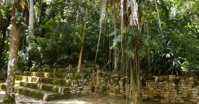 Dense rain-forest growing over the Mayan ruins at Kohunlich Mayan Site - Quintana Roo, Mexico.Tilt down.