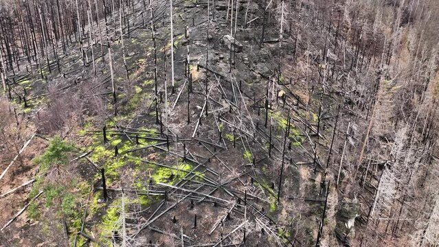Forest fire spruce drone aerial after flame Picea abies wild drought dry black earth ground vegetation stand green natural disaster burnt down trees Bark beetle shot pest Ips typographus dead Europe