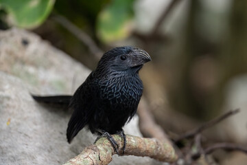 Grove-billed ani on perch next to rock